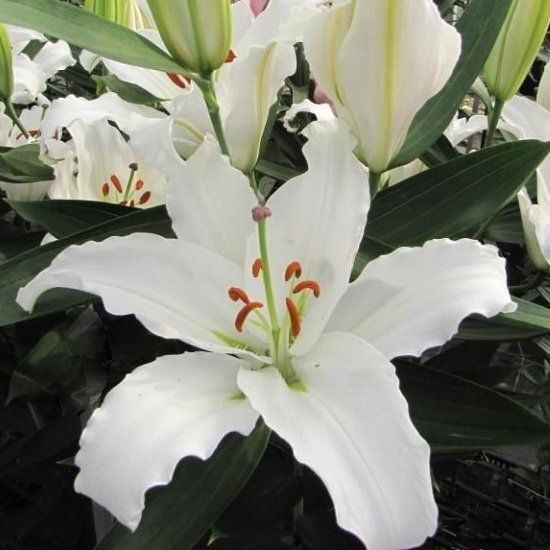 Лилия Астериан/Lilium Asterian P2