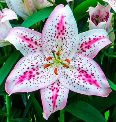 Лилия Солюшн/Lilium Solution P2