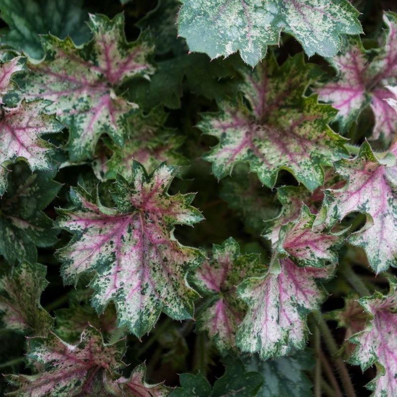 Гейхера гибридная Дью Дропс/Heuchera hybrid Dew DropsР1,5