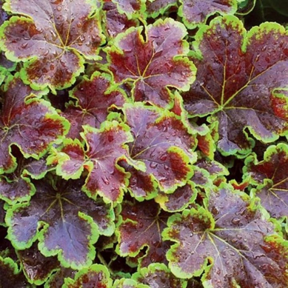 Гейхерелла Солар Эклипс/Heucherella  Solar Eclipse Р1.5