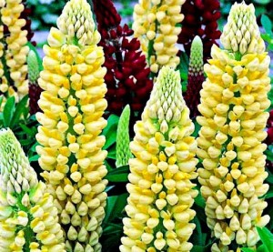 Люпин многолистный Шандэлье/Lupinus polyphyllus Chandelier Р 1,5