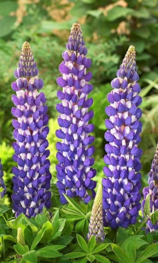 Люпин многолистный Говернер/Lupinus polyphyllus Governor Р1,5
