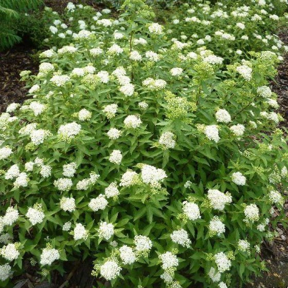 Спирея японская Альбифлора/Spiraea japonica Albiflora 20-30 С3