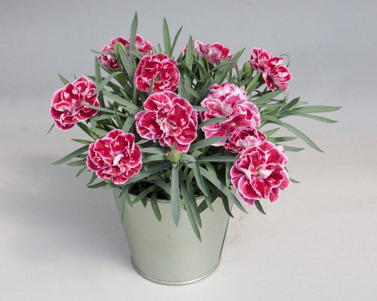 Гвоздика перистая Супер Трупер Дивал /Dianthus plumarius Super Truper Diwali Р1