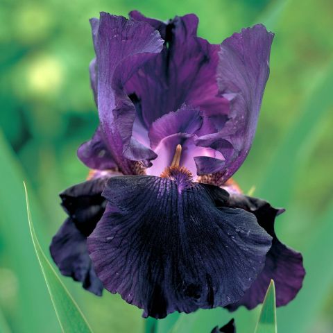 Ирис бородатый (германский) Блэк Уотч/Iris germanica Black Watch Р1,5