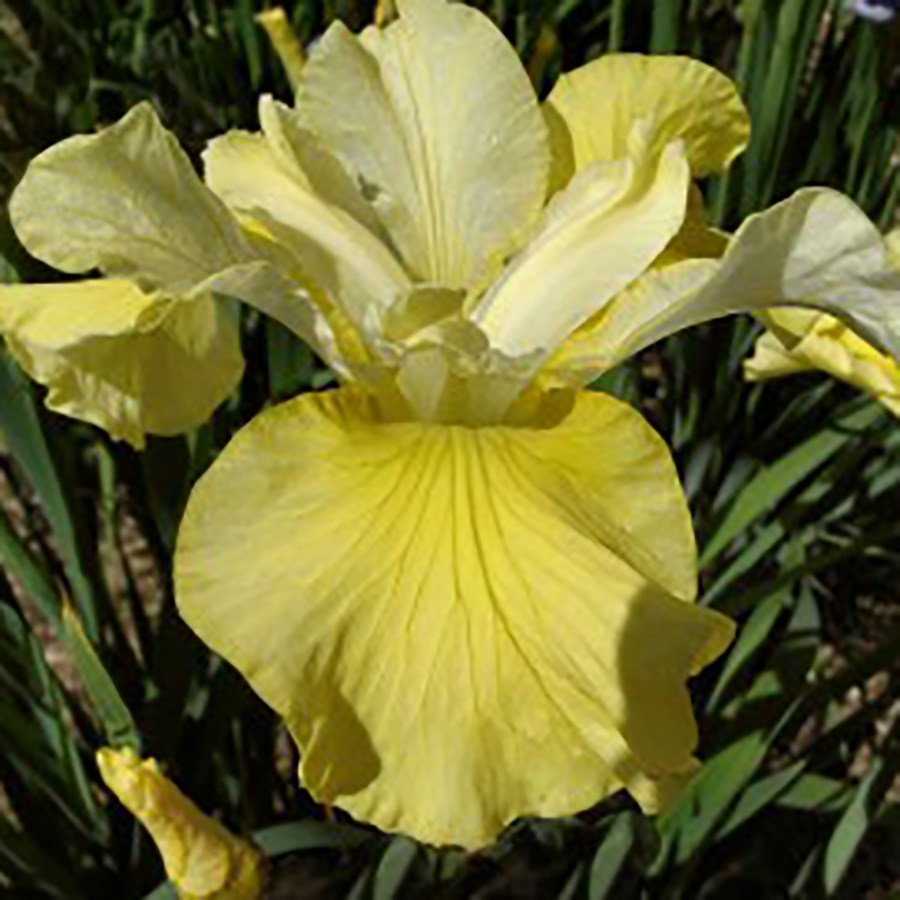 Ирис сибирский Кисс Зе Гёрл/Iris sibirica Kiss The Girl Р1,5