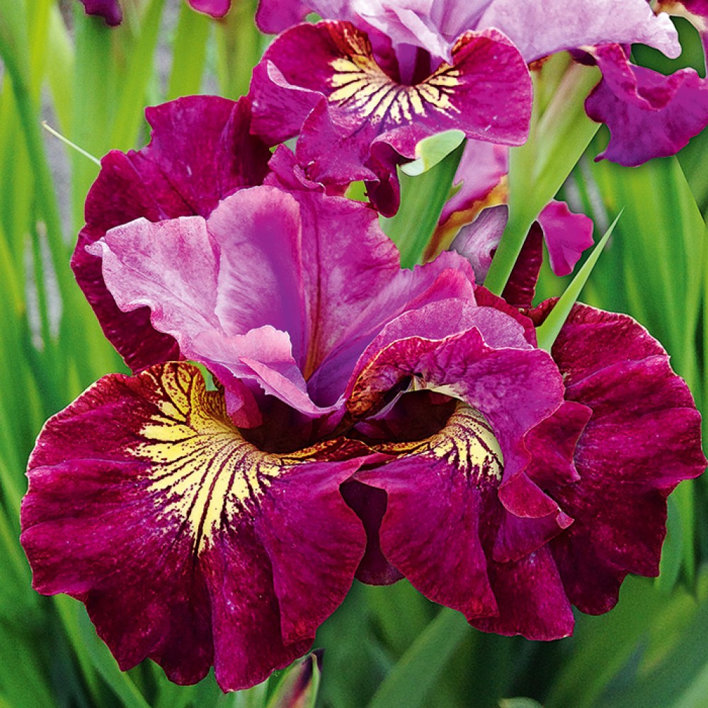 Ирис сибирский Мисс Эппл/Iris sibirica Miss Apple Р1,5