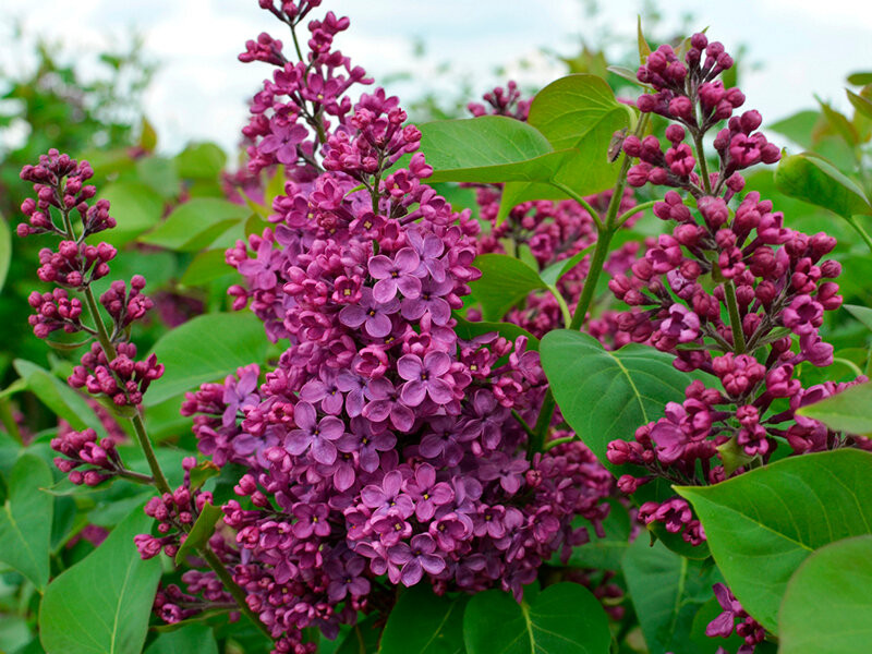 Сирень обыкновенная Людвиг Шпет/Syringa vulgaris Ludwig Spath 100-120 С10