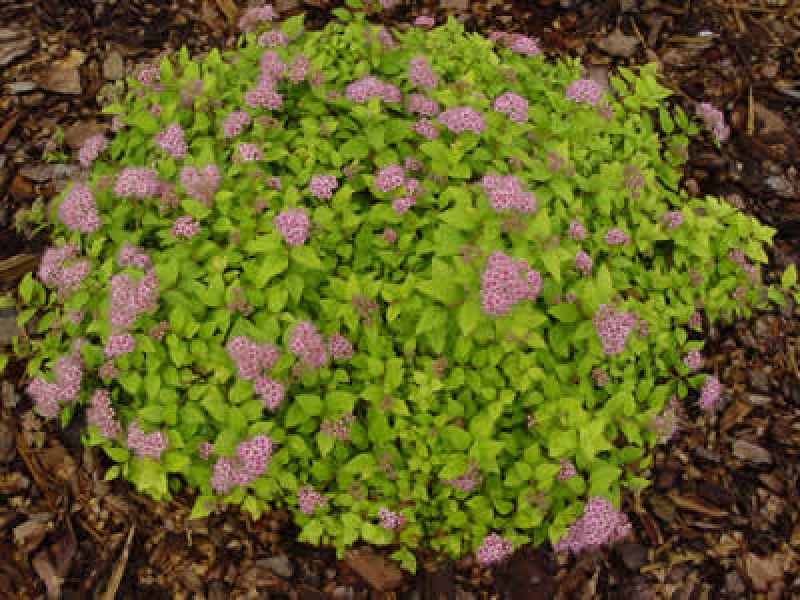 Спирея японская Литл Принцесс/Spiraea japonica Little Princess 40-50 С10 (сумка)