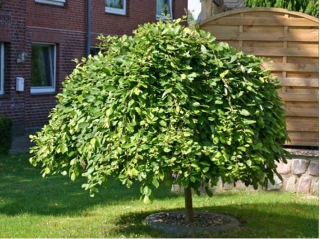 Ива козья ф.Пендула (Кильмарнок)/Salix caprea Pendula (Kilmarnock)  Pa175, 12-14 (ком)