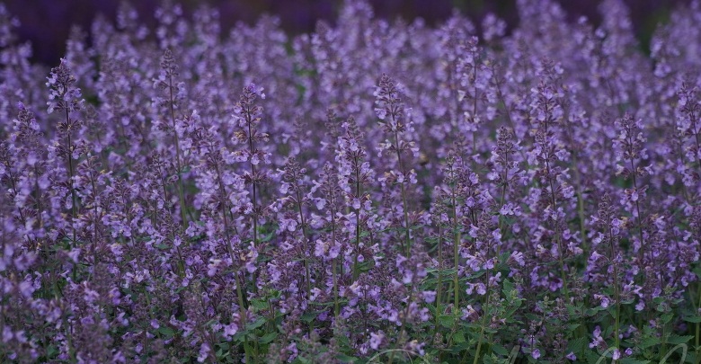 Котовник Фассена Кэтс Мяу/Nepeta faassenii Cat's Meow Р1,5