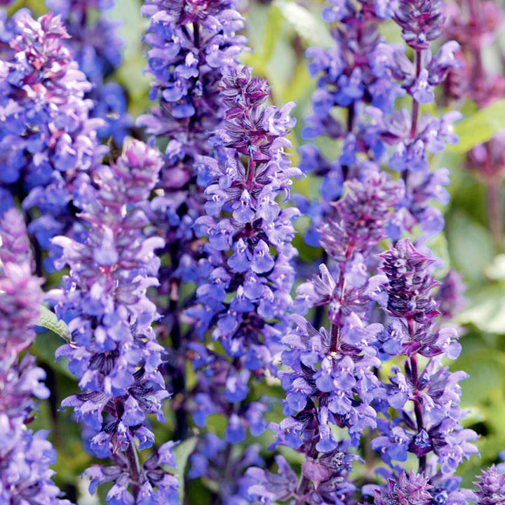 Шалфей (сальвия) дубравный Нью Дименшион Блю/Salvia nemorosa New Dimension Blue С3