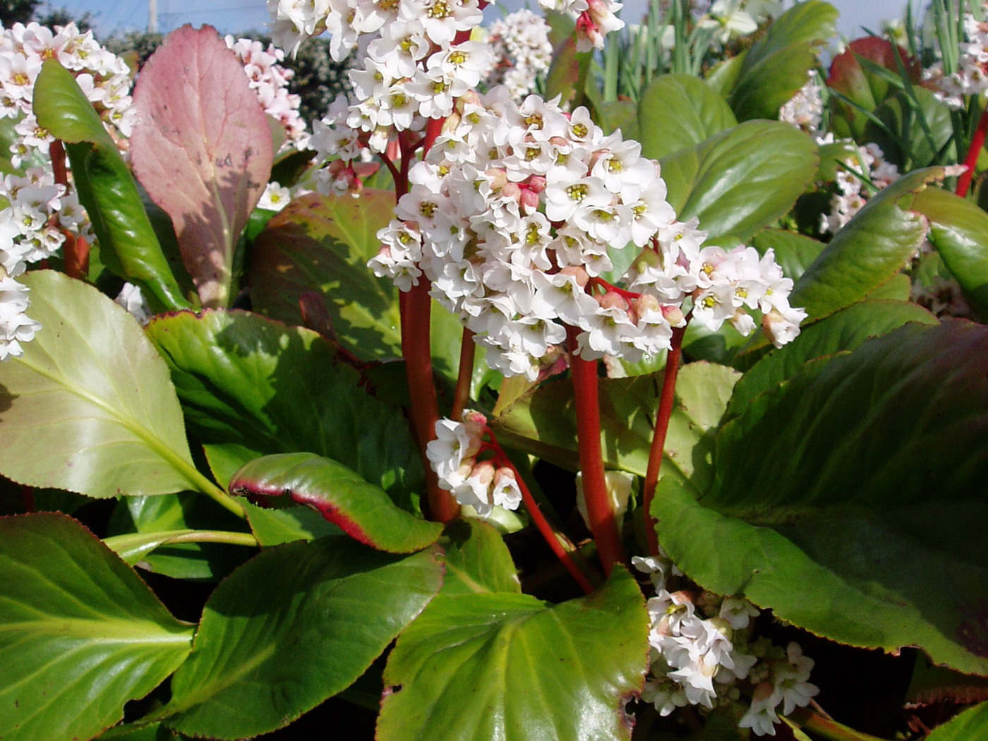 Бадан гибридный Брессингем Уайт/Bergenia х hybrida Bressingham White Р1,5