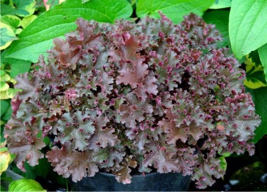 Гейхера гибридная Кримсон Керлз/Heuchera hybrid Crimson Curls Р1,5