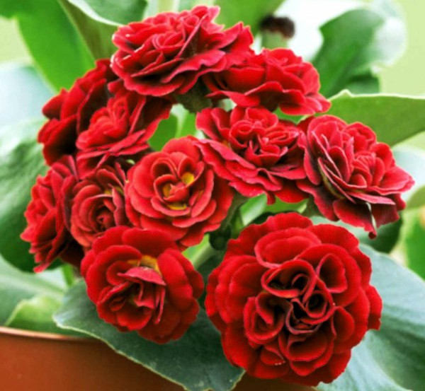 Примула ушковая Кримсон Глоу/Primula auricula Crimson Glow Р1,5