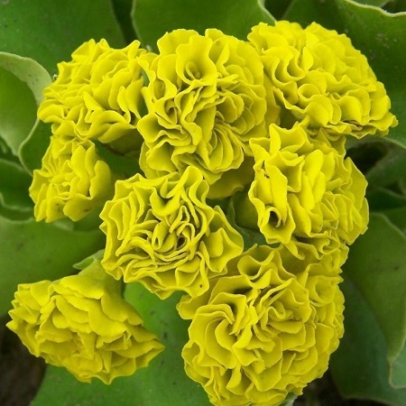 Примула ушковая Форест Лемон/Primula auricula Forest lemon Р1,5