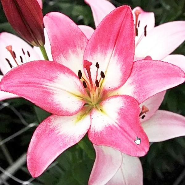 Лилия Палена/Lilium Palena Р2