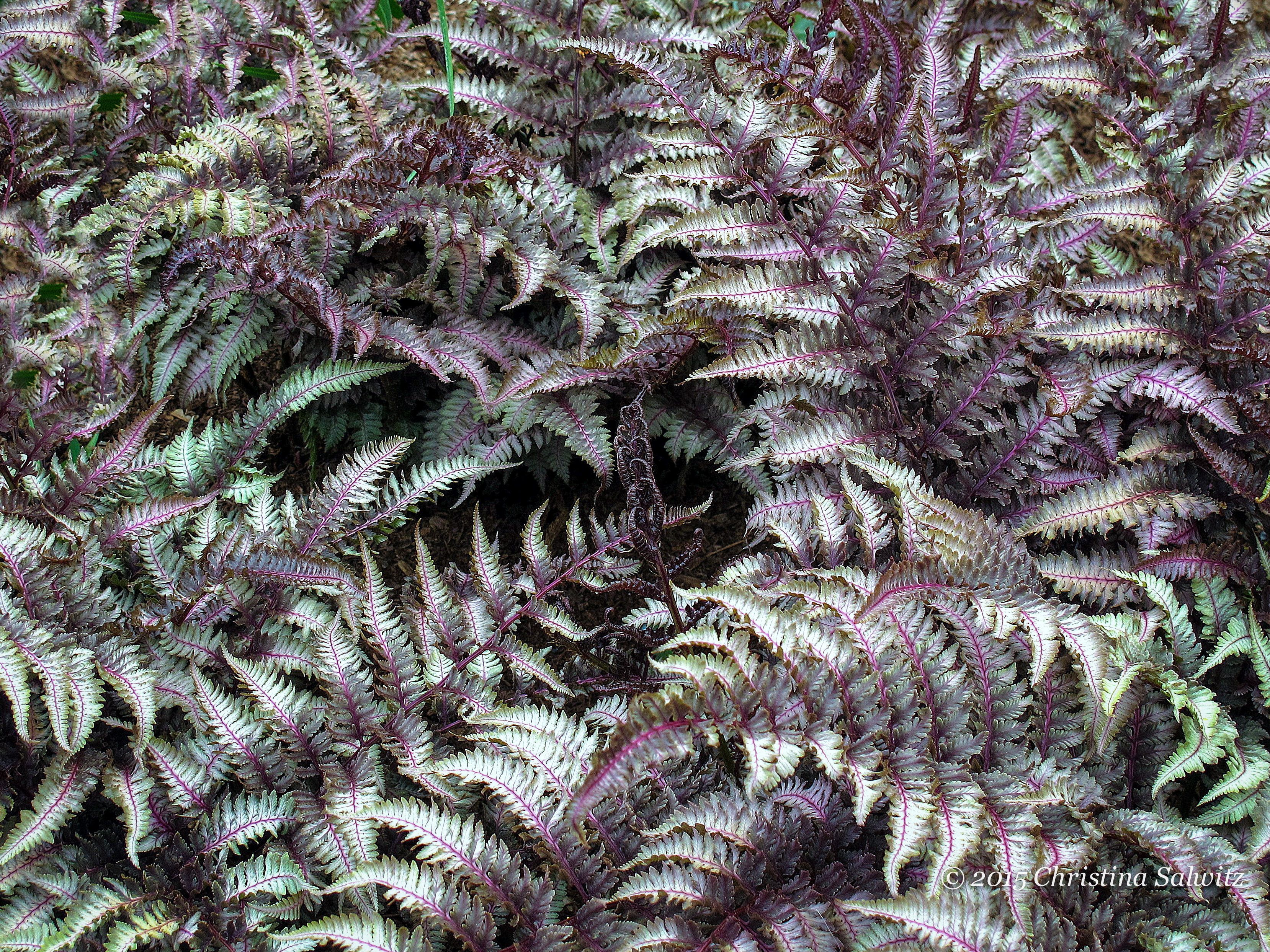 Кочедыжник (папоротник) ниппонский Бургунди Лейс/Athyrium nipponicum Burgundy Lace Р1,5