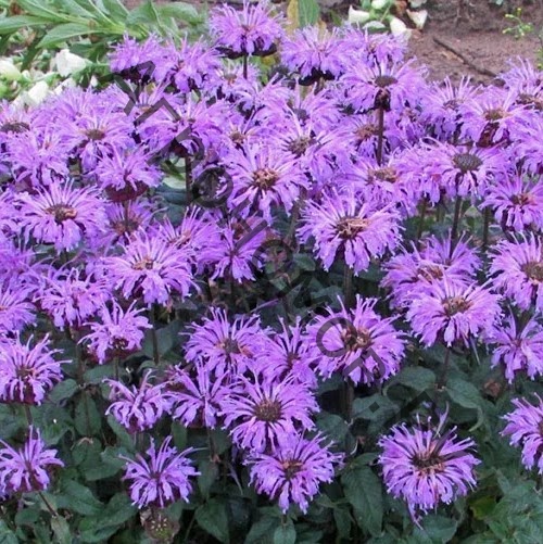 Монарда гибридная Мохоук/Monarda hybrida Mohawk Р1,5