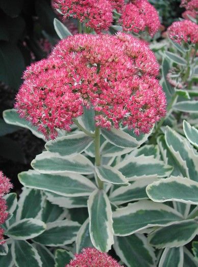 Очиток телефиум Отум Шарм/Sedum telephium Autumn Charm Р1,5