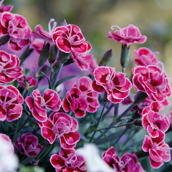 Гвоздика перистая Пурпур Вейдинг/Dianthus plumarius Purple Wedding  Р1