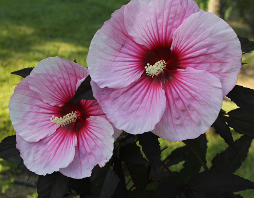 Гибискус гибридный Саммер Шторм/Hibiscus hybridus Summer Storm С3