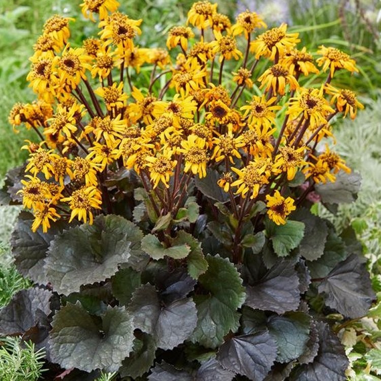 Бузульник зубчатый Пандора/Ligularia dentata Pandora Р1,5