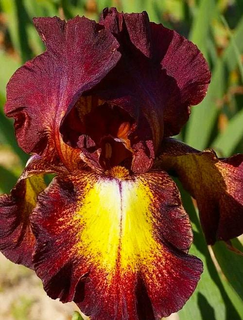 Ирис бородатый (германский) Римфайер/Iris germanica Rimfire Р1,5