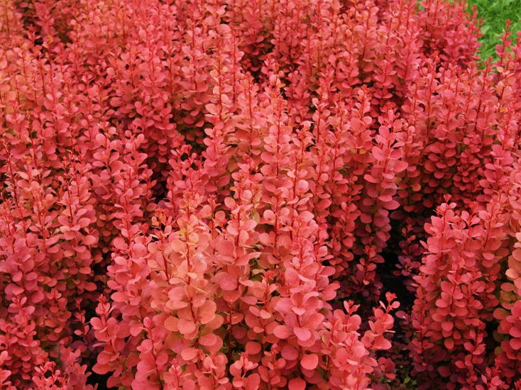 Барбарис Тунберга Оранж Рокет/Berberis thunbergii Orange Rocket 15-20 C3