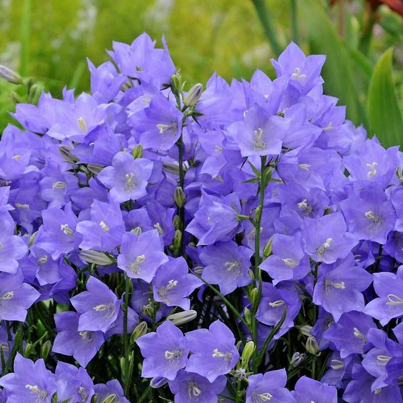 Колокольчик персиколистный Блю/Campanula persicifolia Blue С3