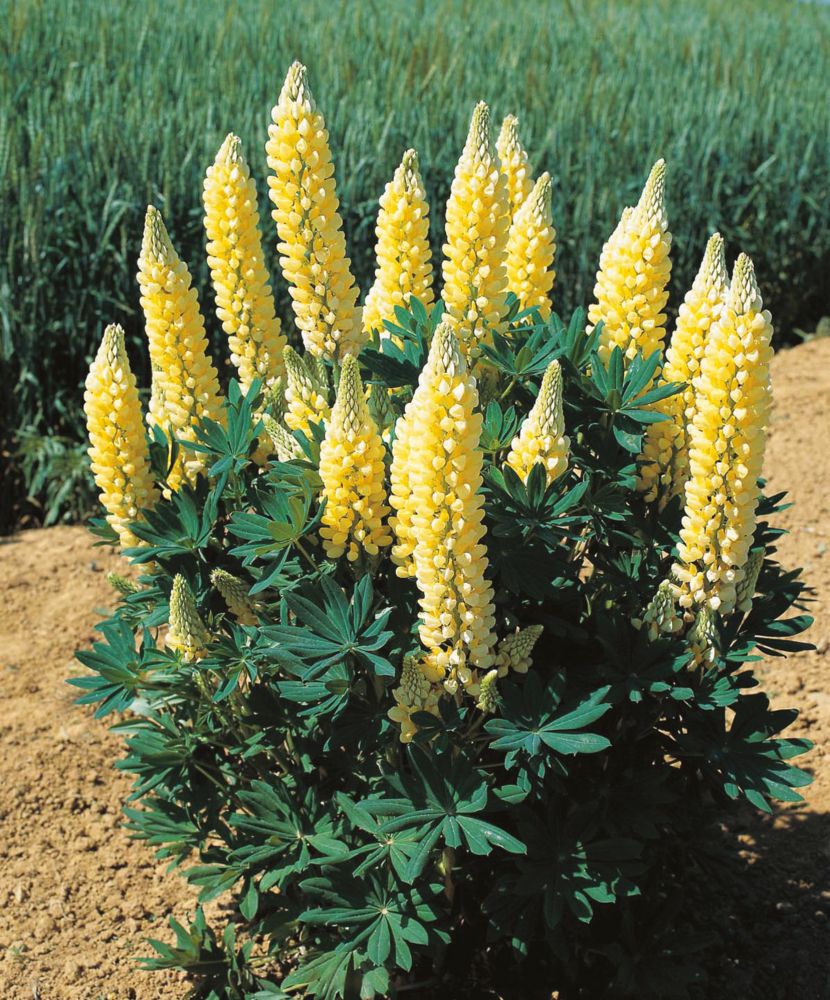 Люпин многолистный Еллоу Шейдс/Lupinus polyphyllus YELLOW SHADES С3
