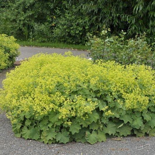 Манжетка мягкая Триллер/Alchemilla mollis Thiller С3