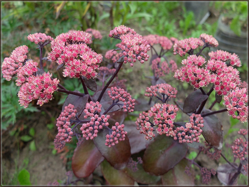 Очиток гибридный Матрона/Sedum hybridum Matrona С3