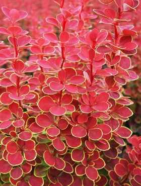 Барбарис Тунберга Ред Хот Чили/Berberis thunbergii Red Hot Chili 15-20 C3