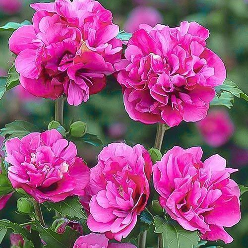 Гибискус сирийский Дюк де Брабант/Hibiscus  syriacus Ardens 10-15 С2