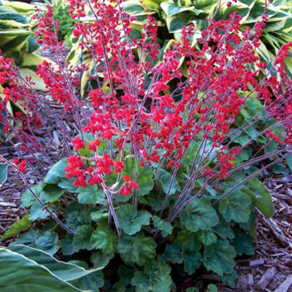 Гейхера кроваво-красная Корал Форест/Heuchera sanquinea Coral Forest С3