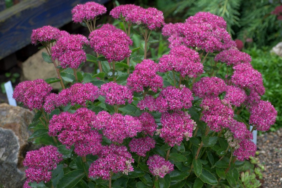 Очиток гибридный Карл/Sedum hybride Carl С3