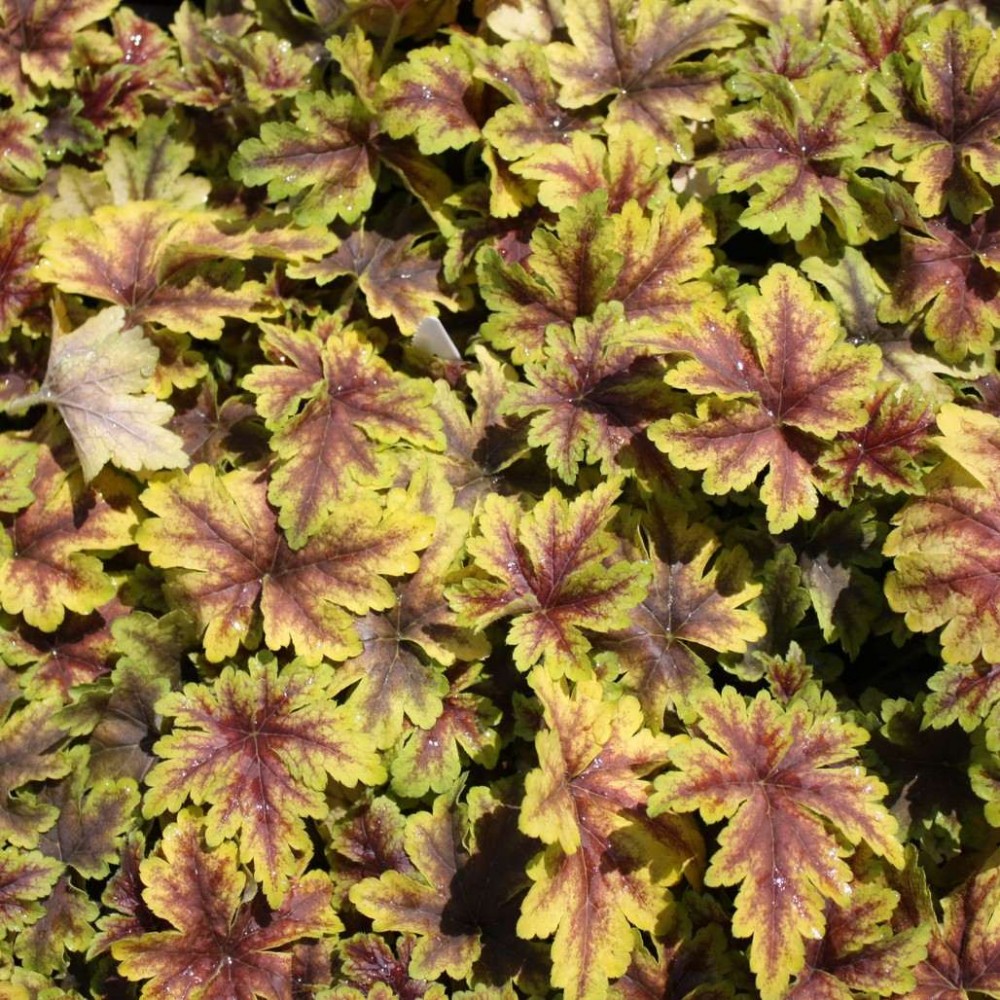 Гейхерелла Голден Зебра/Heucherella Golden Zebra С3
