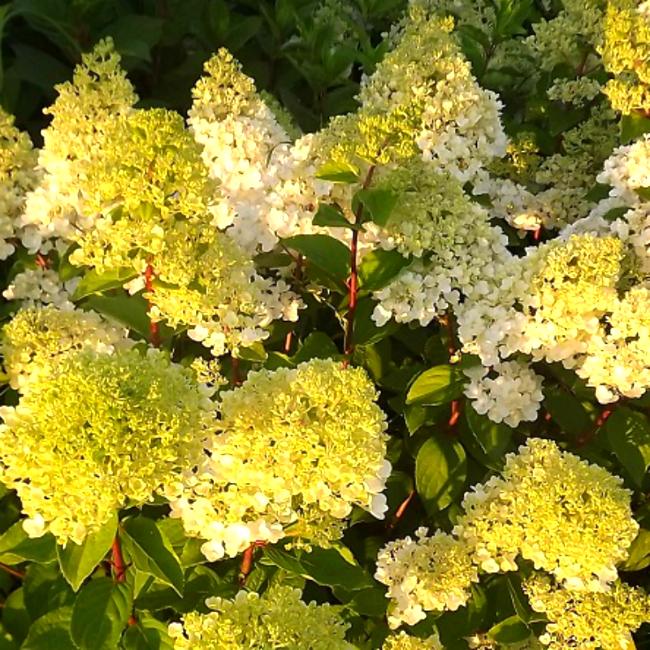 Гортензия метельчатая Канделайт/Hydrangea paniculata Сandelight C5