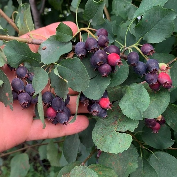 Ирга Дружная/Amelanchier 100-120  С3-С5