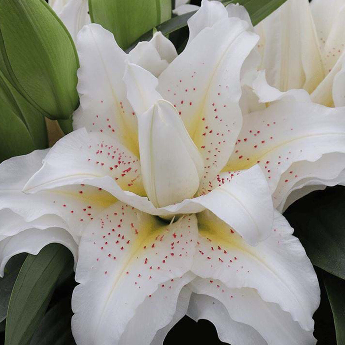 Лилия Роузлили Зита/Lilium Roselily Zita Р2