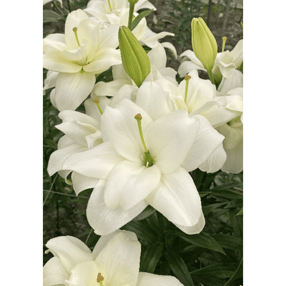 Лилия Бельведер/Lilium Belvadere Р2