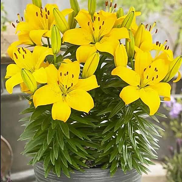 Лилия Илзе/Lilium Else Р2