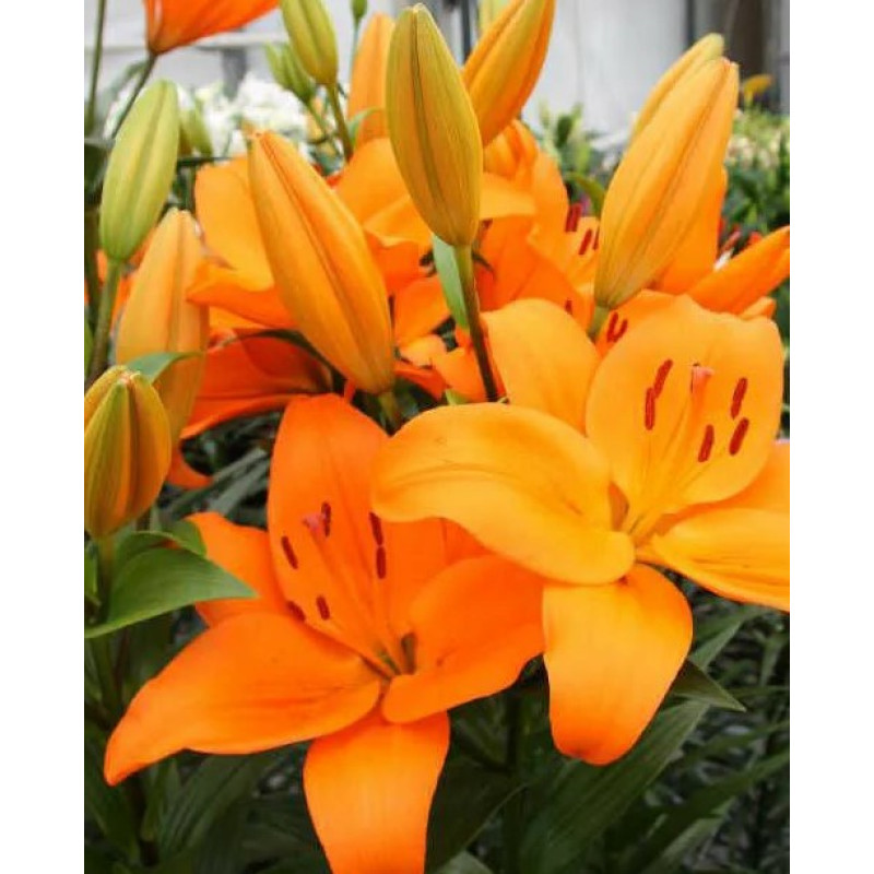 Лилия Кортона/Lilium CortonaР2