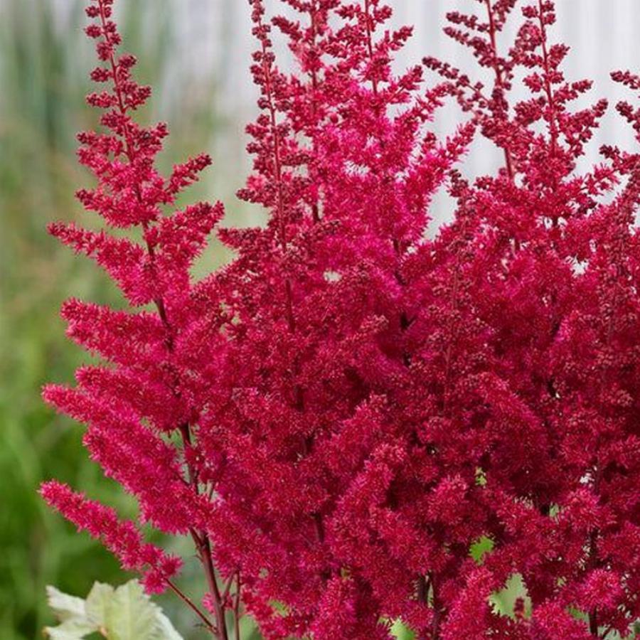 Астильба китайская Вижион Вулкано/Astilbe chinensis Vision Vulcano Р1.5