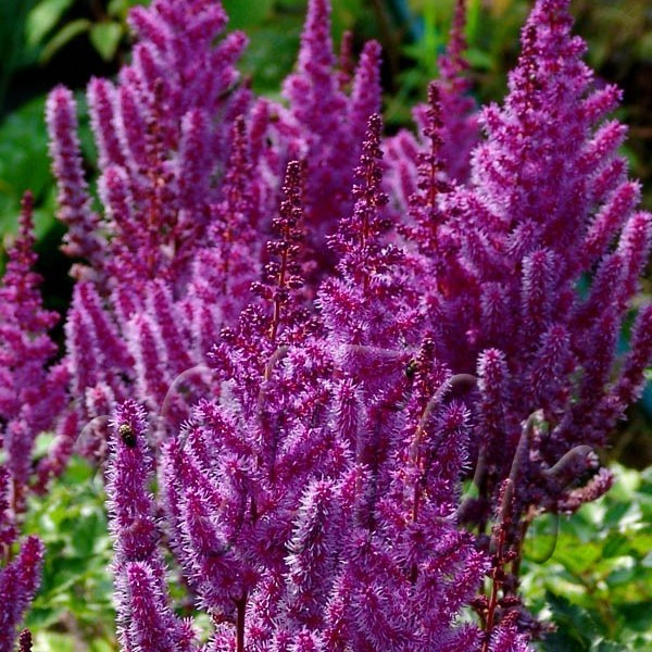 Астильба китайская Пурпуркерц/Astilbe chinensis Purpurkerze P1.5
