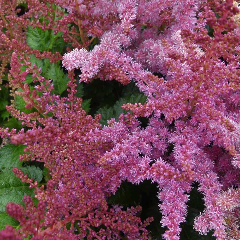 Астильба гибридная Раззл Даззл/Astilbe hybrid Razzle Dazzle Р1.5