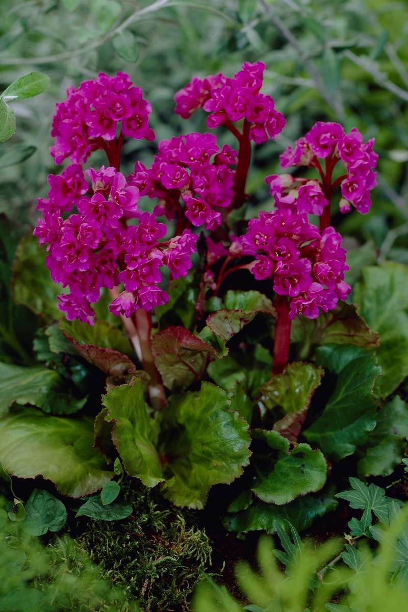 Бадан гибридный Абендглют/Bergenia х hybrida Abendglute Р1,5