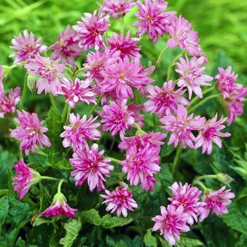 Герань луговая Сауткомбе Дабл /Geranium pratense Southcombe Double Р1.5