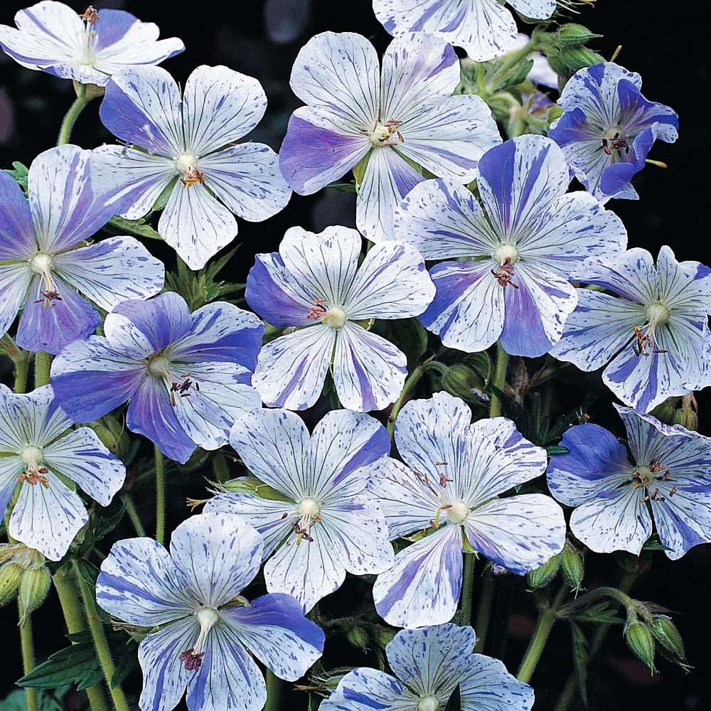 Герань луговая Сплиш Слэш/Geranium pratense Splish Splash Р1.5